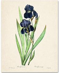 Iris germanica botanical for sale  Delivered anywhere in USA 