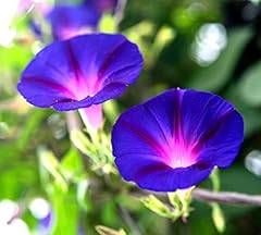Fluorescent morning glory for sale  Delivered anywhere in UK