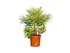 Chamaerops humilis palma usato  Spedito ovunque in Italia 