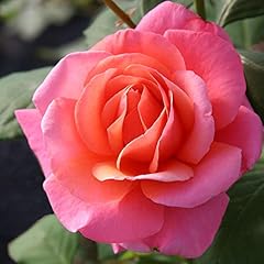 Heirloom roses rose for sale  Delivered anywhere in USA 