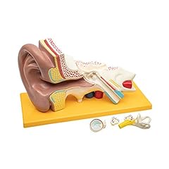 Elementary anatomy modello usato  Spedito ovunque in Italia 