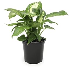 Dieffenbachia live plant for sale  Delivered anywhere in USA 