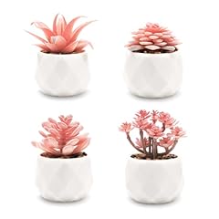 Viverie mini succulents for sale  Delivered anywhere in USA 