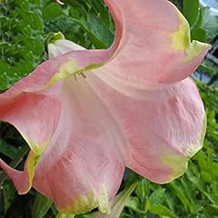 Santa rosa brugmansia for sale  Delivered anywhere in USA 