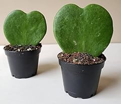 Hoya kerrii love for sale  Delivered anywhere in UK