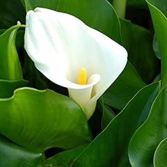 Calla lily great for sale  Delivered anywhere in USA 
