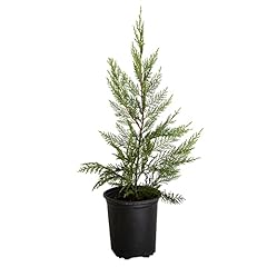 Plants 2.5 quart for sale  Delivered anywhere in USA 