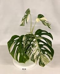 Monstera pflanze albo gebraucht kaufen  Wird an jeden Ort in Deutschland