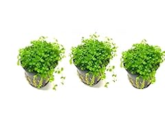 Marcus fish tanks for sale  Delivered anywhere in USA 