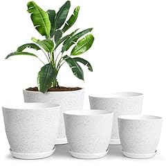 Utopia home plant for sale  Delivered anywhere in USA 