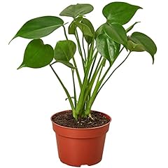 Philodendron monstera split for sale  Delivered anywhere in USA 