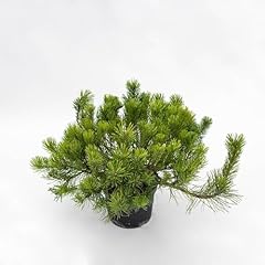 Pianta vera pinus usato  Spedito ovunque in Italia 