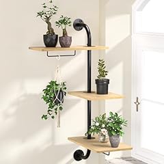 Dellan window plant for sale  Delivered anywhere in USA 