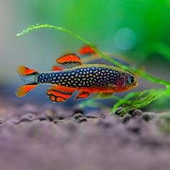 Galaxy rasbora celestial for sale  Delivered anywhere in USA 