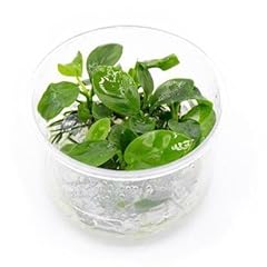 Anubias nana mini usato  Spedito ovunque in Italia 