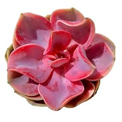 Echeveria rainbow variegated for sale  Delivered anywhere in USA 