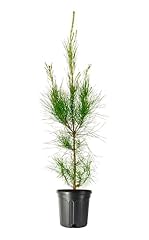 Loblolly pine tree for sale  Delivered anywhere in USA 