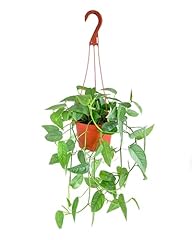 Shop succulents epipremnum for sale  Delivered anywhere in USA 