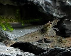 Amano shrimp live for sale  Delivered anywhere in UK