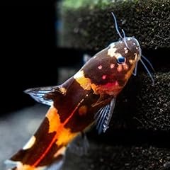 Bumblebee catfish live for sale  Delivered anywhere in USA 