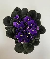 Live purple african for sale  Delivered anywhere in USA 