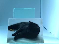 Ansichtskarten postkarten katz gebraucht kaufen  Wird an jeden Ort in Deutschland