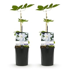 Greenboutiq kletterpflanze cle gebraucht kaufen  Wird an jeden Ort in Deutschland