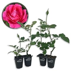 Grande dame rose for sale  Delivered anywhere in USA 
