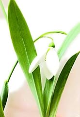 Snowdrop bulbs ready for sale  Delivered anywhere in UK