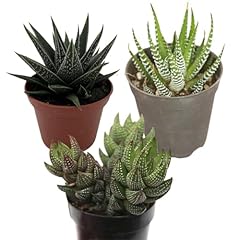 Haworthia collection plants for sale  Delivered anywhere in USA 