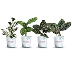 Coollectiveplants calathea col for sale  Delivered anywhere in USA 