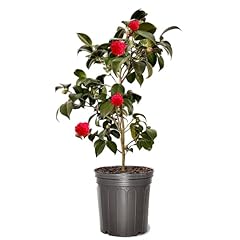 Camellia japonica professor for sale  Delivered anywhere in USA 