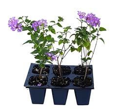 Purple trailing lantanas for sale  Delivered anywhere in USA 