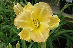 Perfect plants hemerocallis for sale  Delivered anywhere in UK