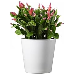 American plant live for sale  Delivered anywhere in USA 