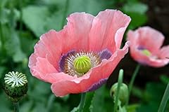 Papaver somniferum giganteum for sale  Delivered anywhere in UK