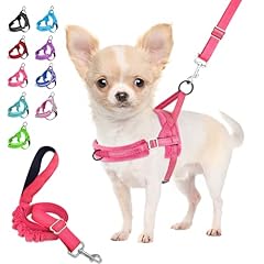 Eyein small dog for sale  Delivered anywhere in UK