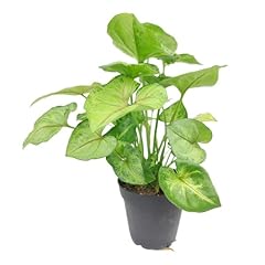 Syngonium berry allusion for sale  Delivered anywhere in USA 