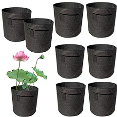 8pack lily plant for sale  Delivered anywhere in USA 