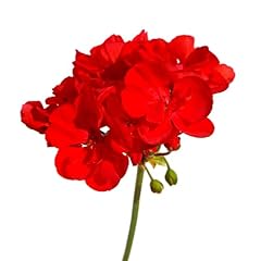 Geranium plants deep for sale  Delivered anywhere in UK