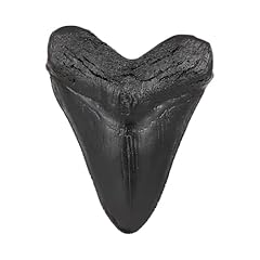 Megalodon tooth black for sale  Delivered anywhere in USA 
