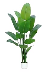 Bird paradise plant for sale  Delivered anywhere in USA 