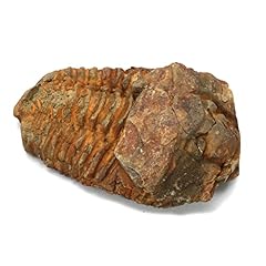 Calymene trilobite fossil for sale  Delivered anywhere in UK