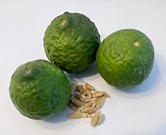 Kaffir lime seeds for sale  Delivered anywhere in USA 
