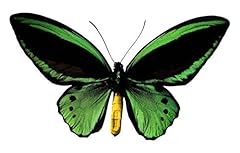 Ornithoptera priamus green for sale  Delivered anywhere in USA 