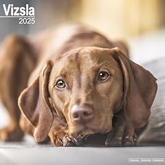Vizsla calendar 2025 d'occasion  Livré partout en Belgiqu