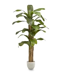 Maia shop banano usato  Spedito ovunque in Italia 