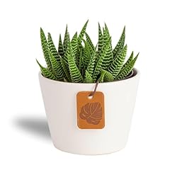 Costa farms haworthia for sale  Delivered anywhere in USA 