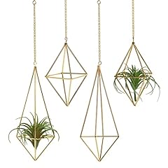 Libproqia air plants for sale  Delivered anywhere in USA 