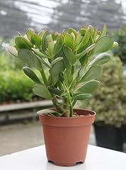 Crassula ovata albero usato  Spedito ovunque in Italia 